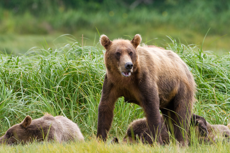 Grizzly Bear Sow And Cubs